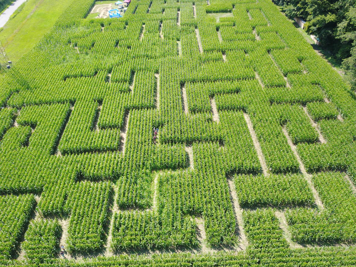 Maislabyrinth Wettingen