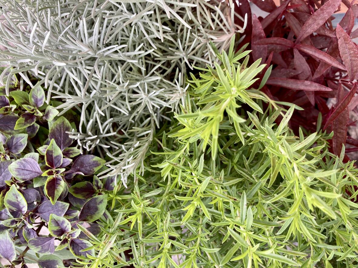 Urban Gardening – Herb Garden for Takeaway