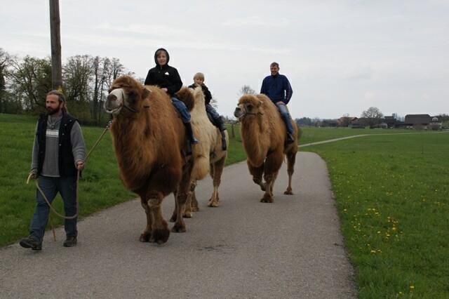 Kamelreiten auf dem Kamelhof Olmerswil
