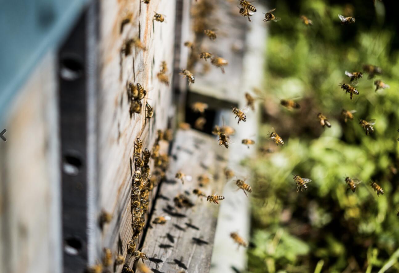 Bienenworkshop