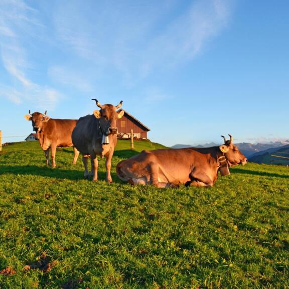 Milchmanufaktur Einsiedeln