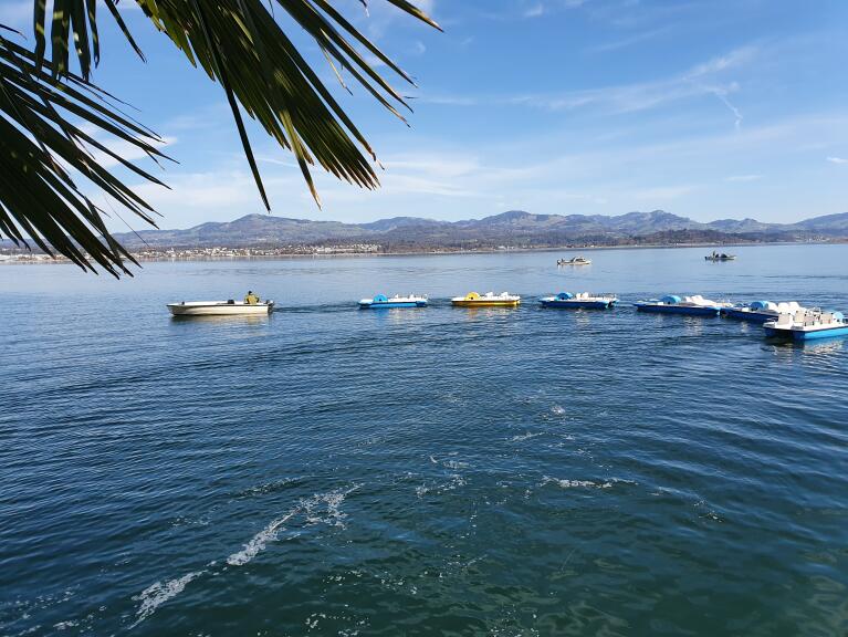 Pedalo Race on Lake Zürich - Pedal, Ready, Go!